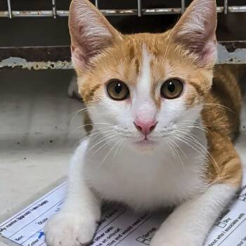 Odysseus -  Domestic Short Hair Cat for Adoption in West Jefferson, Ohio - Odysseus | PetCurious
