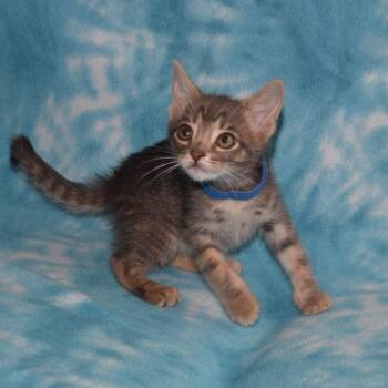 Sterling -  Domestic Short Hair Cat for Adoption in Eureka, California - Sterling | PetCurious