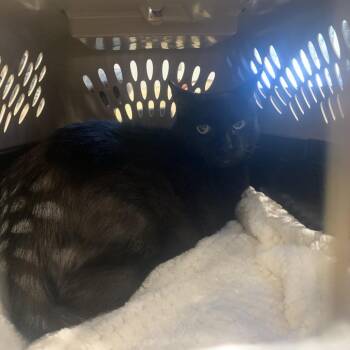 Milo -  Domestic Short Hair Cat Available for Adoption in West Palm Beach, Florida - Milo | PetCurious