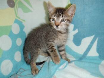 RAUL -  Domestic Short Hair Cat for Adoption in San Jose, California - RAUL | PetCurious