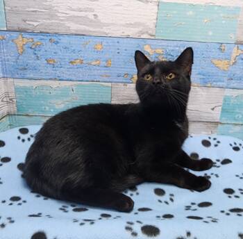 Rescue Domestic Short Hair Cats for Adoption in Washington Court House, Ohio - Raven | PetCurious