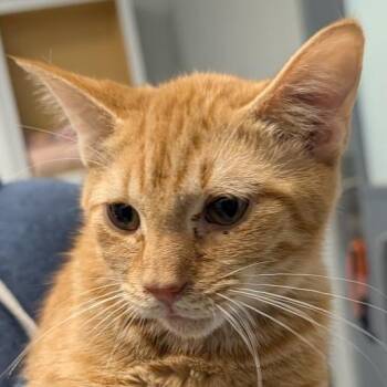 Catzilla -  Domestic Short Hair Cat for Adoption in Greenville, South Carolina - Catzilla | PetCurious