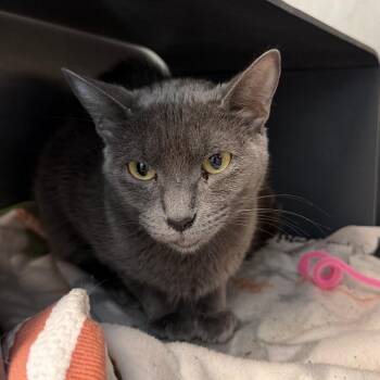 Nebula -  Domestic Short Hair Cat for Adoption in Chicago, Illinois - Nebula | PetCurious