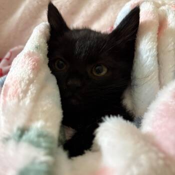 Domestic Short Hair Cats Available for Adoption in Little Mountain, South Carolina - Tiny Dancer | PetCurious