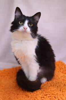 Domestic Medium Hair Cats Available for Adoption - Rosalina | PetCurious