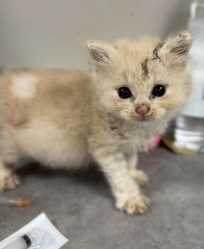 RachelOKitten2 -  Domestic Medium Hair Cat for Adoption in Bemidji, Minnesota - RachelOKitten2 | PetCurious