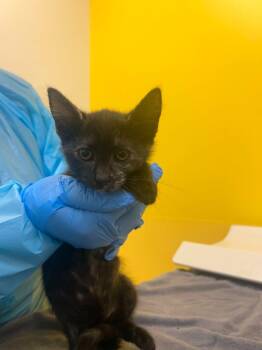 Lizzie -  Domestic Short Hair Cat for Adoption in Raleigh, North Carolina - Lizzie | PetCurious