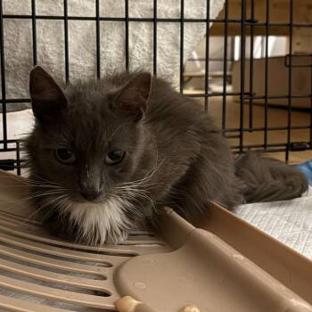 Yam -  Domestic Long Hair Cat for Adoption in New York, New York - Yam | PetCurious