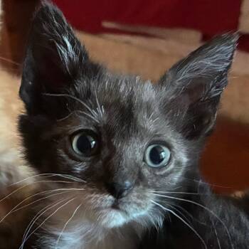 Wynona -  Domestic Short Hair Cat for Adoption in Saugerties, New York - Wynona | PetCurious
