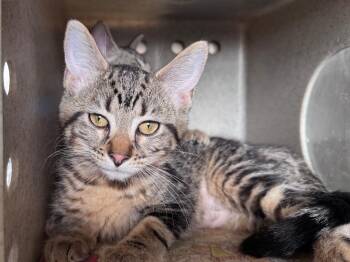Dill -  Tabby Cat for Adoption in Powell, Ohio - Dill | PetCurious