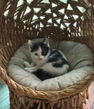 Taffy -  Domestic Short Hair Cat for Adoption in Lambertville, New Jersey - Taffy | PetCurious