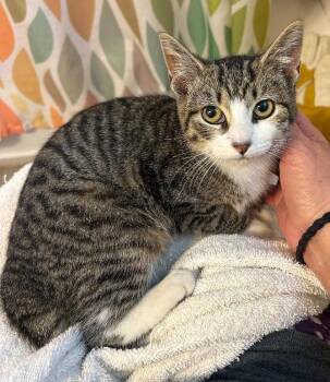 Rescue Domestic Short Hair Cats for Adoption in East Brunswick, New Jersey - Dale | PetCurious