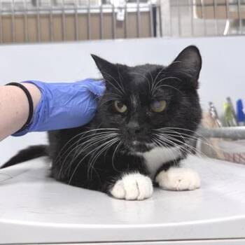 Domestic Short Hair Cats Available for Adoption in New York, New York - Bloom | PetCurious