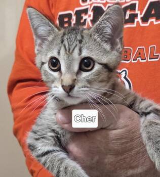 CHER -  Domestic Short Hair Cat for Adoption in Harrison, Michigan - CHER | PetCurious