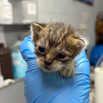 Earth -  Domestic Short Hair Cat for Adoption in Summerville, South Carolina - Earth | PetCurious