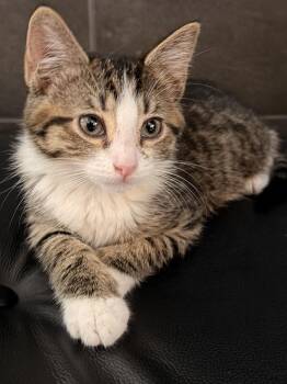 Rita -  American Shorthair Cat for Adoption in Ephrata, Washington - Rita | PetCurious
