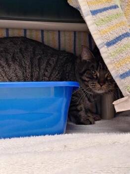 Tyto -  Domestic Short Hair Cat for Adoption in Montreal, Quebec - Tyto | PetCurious