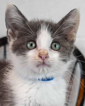Jaden -  Domestic Medium Hair Cat for Adoption in Kennesaw, Georgia - Jaden | PetCurious