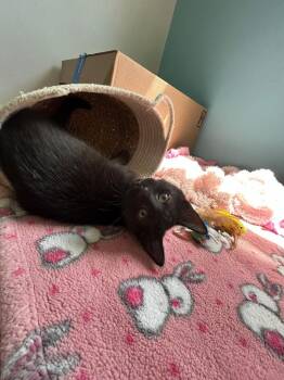 Squeak -  Domestic Short Hair Cat for Adoption in Mokena, Illinois - Squeak | PetCurious