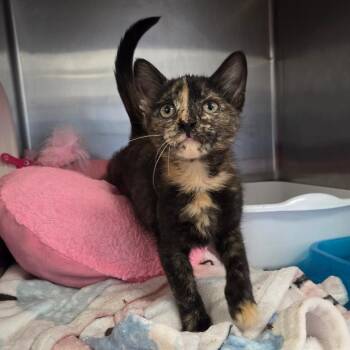 Domestic Short Hair Cats Available for Adoption in Spokane, Washington - Lilo | PetCurious