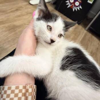Lucky Nuttall -  Domestic Medium Hair Cat for Adoption in Eagle Mountain, Utah - Lucky Nuttall | PetCurious