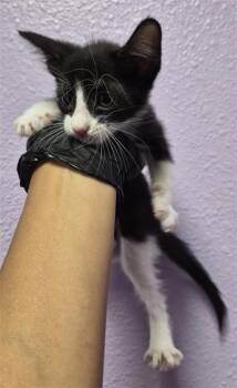 61487543 -  Domestic Short Hair Cat for Adoption in El Paso, Texas - 61487543 | PetCurious