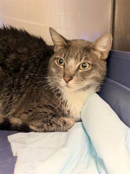 CRUNCHY -  Domestic Short Hair Cat Available for Adoption in Santa Cruz, California - CRUNCHY | PetCurious