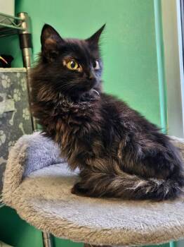 Willow -  Domestic Short Hair Cat for Adoption in Morgantown, Kentucky - Willow | PetCurious