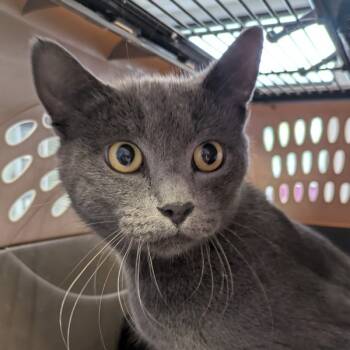 Rescue Domestic Short Hair Cats for Adoption in Des Moines, Iowa - Mandy | PetCurious