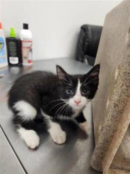 PAGOSA -  Domestic Short Hair Cat for Adoption in Corpus Christi, Texas - PAGOSA | PetCurious