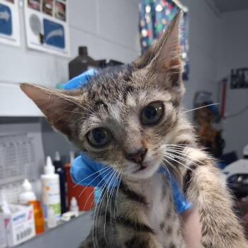 Pawmetto -  Domestic Short Hair Cat for Adoption in Summerville, South Carolina - Pawmetto | PetCurious