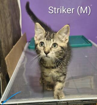 Striker -  Domestic Short Hair and Tabby Cat for Adoption in Saugerties, New York - Striker | PetCurious