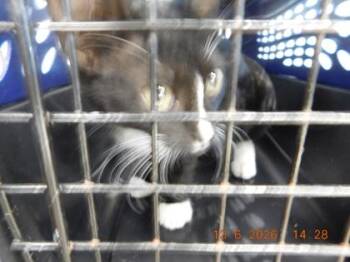 Caviar -  Domestic Short Hair Cat for Adoption in North Richland Hills, Texas - Caviar | PetCurious