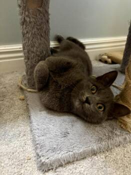 Gracie -  Domestic Short Hair Cat for Adoption in Karns City, Pennsylvania - Gracie | PetCurious