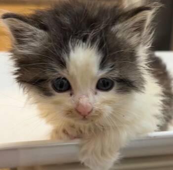 CYRUS -  Domestic Long Hair Cat for Adoption in Elizabethton, Tennessee - CYRUS | PetCurious