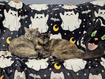Diva -  Domestic Medium Hair and Tortoiseshell Cat for Adoption in Plano, Texas - Diva | PetCurious
