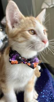QUASIMODO -  Tabby and Domestic Short Hair Cat for Adoption in Minesing, Ontario - QUASIMODO | PetCurious