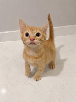 Copper -  Domestic Short Hair and Tabby Cat for Adoption in Homer Glen, Illinois - Copper | PetCurious