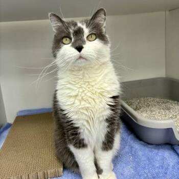 Jarvis (Declawed) -  Domestic Short Hair Cat for Adoption in Wheaton, Illinois - Jarvis (Declawed) | PetCurious