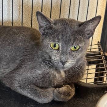 Rescue Domestic Short Hair Cats for Adoption in Saginaw, Michigan - Molly | PetCurious