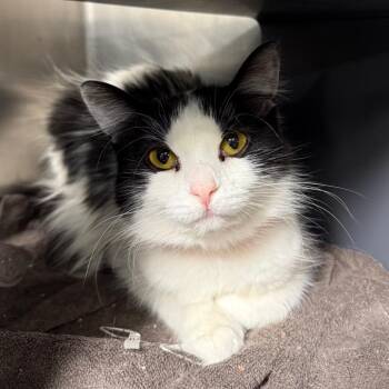 Moose -  Domestic Medium Hair Cat for Adoption in Chicago, Illinois - Moose | PetCurious