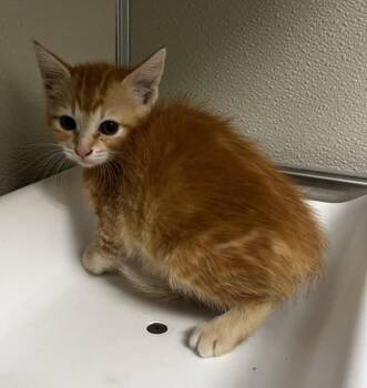 Domestic Short Hair Cats Available for Adoption in Tracy, California - ROSA | PetCurious
