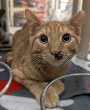 Cal -  Domestic Short Hair Cat for Adoption in Seven Valleys, Pennsylvania - Cal | PetCurious