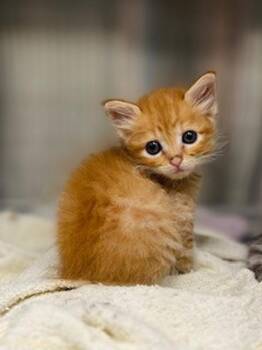 Sunshine -  Domestic Short Hair Cat for Adoption in Lafayette, Louisiana - Sunshine | PetCurious