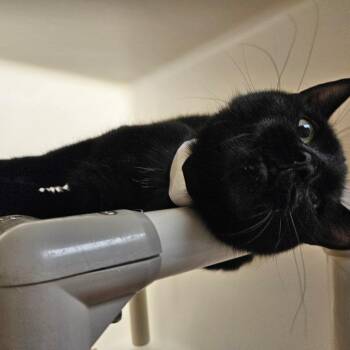 Domestic Short Hair Cats Available for Adoption in Harrisonburg, Virginia - Joaquin | PetCurious