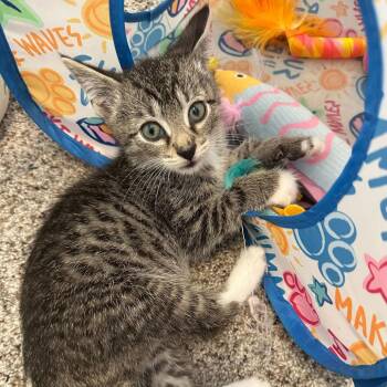 Sriracha -  Domestic Short Hair Cat for Adoption in Allentown, Pennsylvania - Sriracha | PetCurious