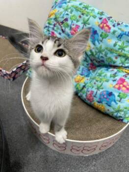 Quinlan -  Domestic Short Hair Cat for Adoption in Encinitas, California - Quinlan | PetCurious