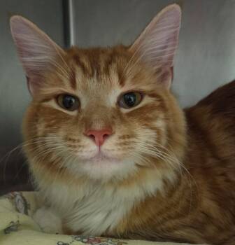 Domestic Medium Hair Cats Available for Adoption in Olean, New York - Taco | PetCurious