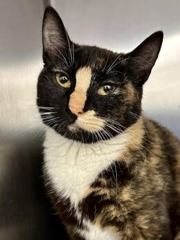 Domestic Short Hair Cats Available for Adoption in Wichita, Kansas - Lucinda | PetCurious
