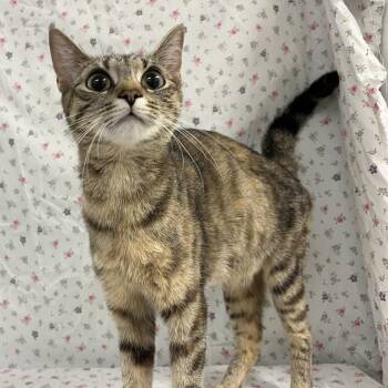 Rescue Domestic Short Hair Cats for Adoption in Lyndhurst, Virginia - Onomatopoeia | PetCurious